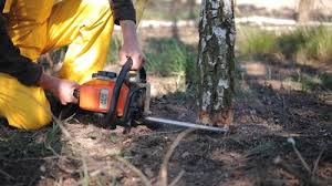 Best Hazardous Tree Removal  in Mohave Valley, AZ