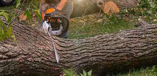 Best Tree and Shrub Care  in Mohave Valley, AZ