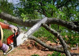 Best Tree Removal  in Mohave Valley, AZ