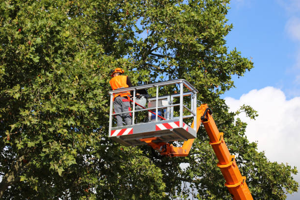 Best Tree Disease Treatment  in Mohave Valley, AZ