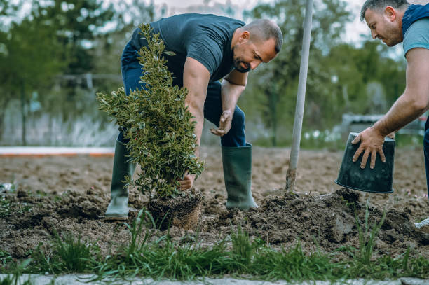 Best Emergency Tree Removal  in Mohave Valley, AZ