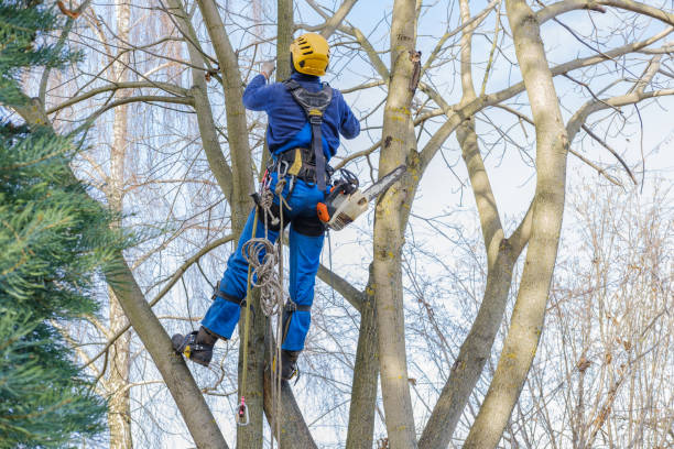 Trusted Mohave Valley, AZ Tree Care Services Experts