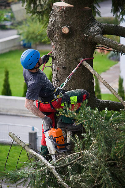 Best Tree Maintenance Programs  in Mohave Valley, AZ